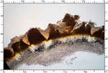 Elaphomyces granulatus